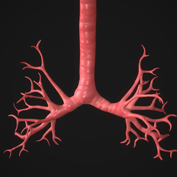 Respiratory System 3D Models for Download | TurboSquid