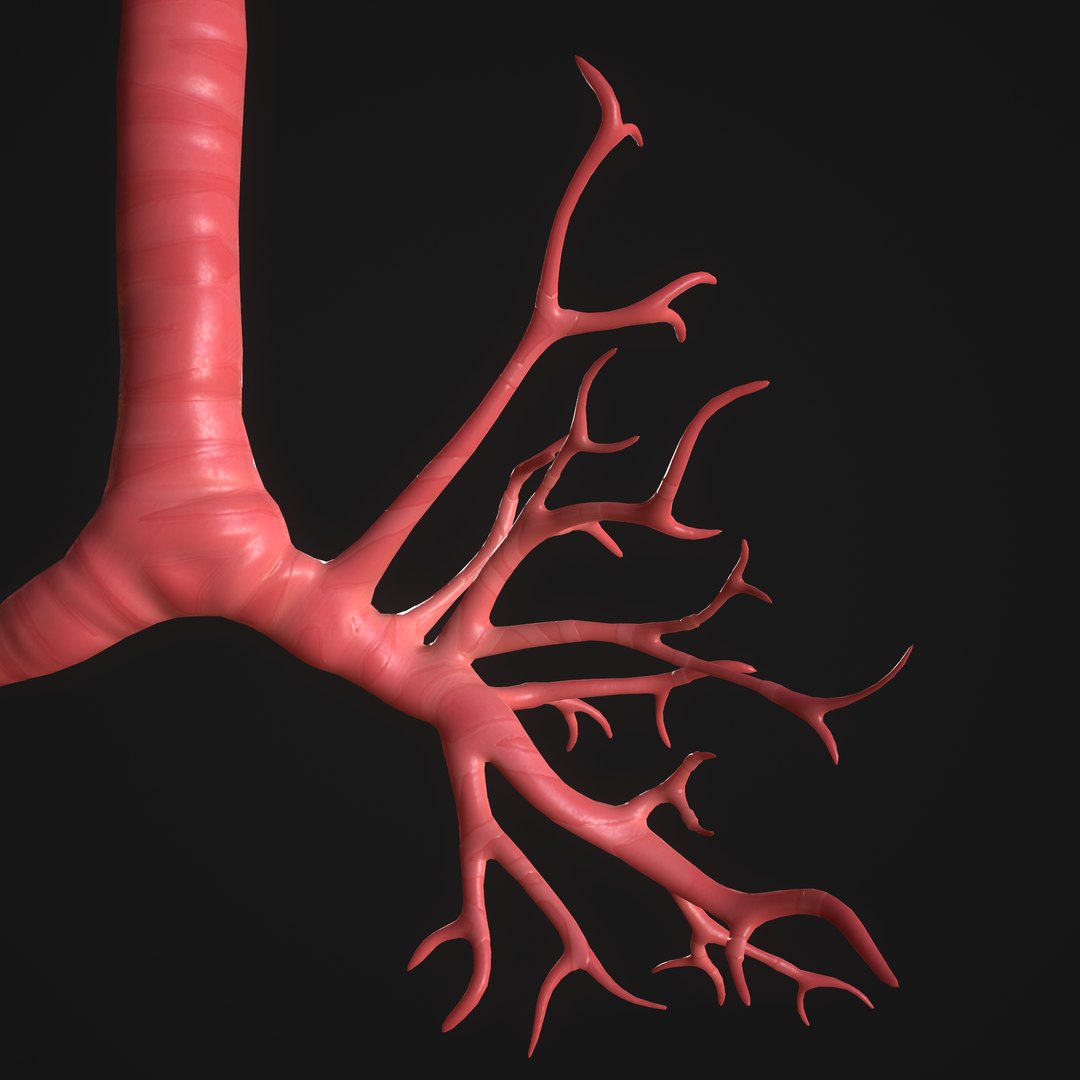 3D Human Lungs Model - TurboSquid 1647223