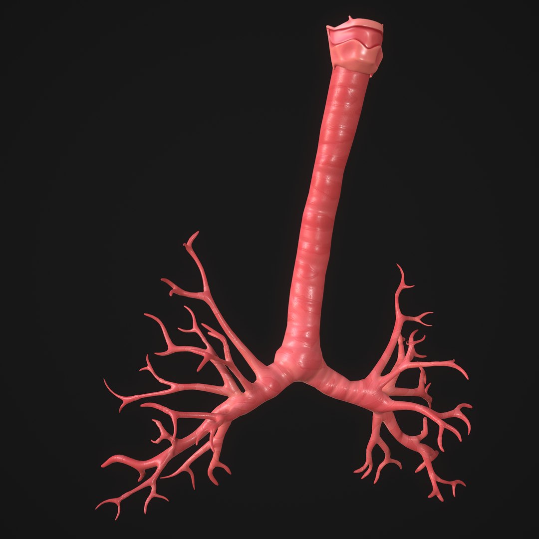 3D Human Lungs Model - TurboSquid 1647223