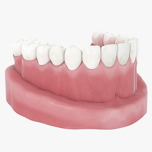 teeth jaw model