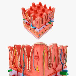 Large intestine wall section