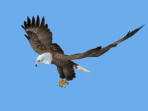 3D Bald Eagle model