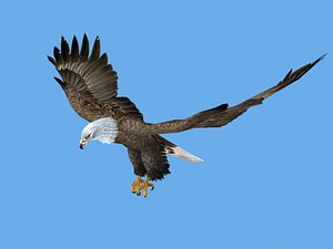 Bald Eagle