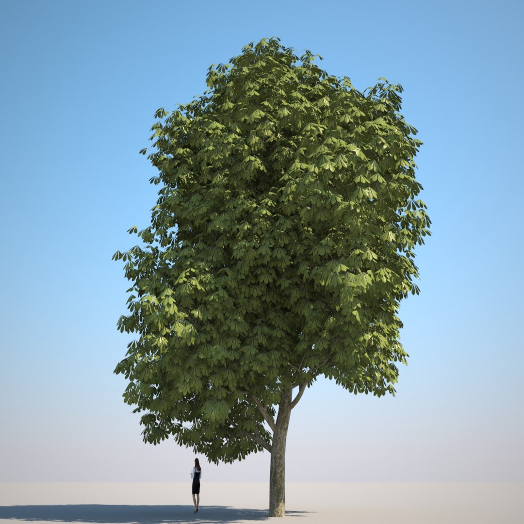 Photorealistic Chestnut Tree Hq-vegetation 3d Model