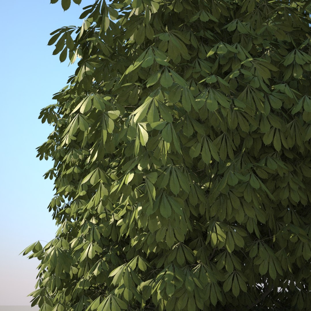 Photorealistic Chestnut Tree Hq-vegetation 3d Model