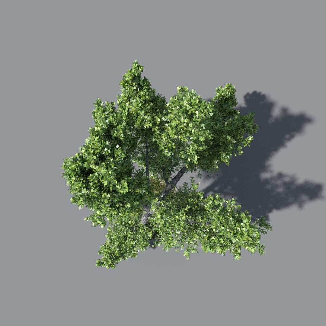 tree oak v11 max free https://p.turbosquid.com/ts-thumb/ZN/KJRzKJ/7bjFvJrT/tree_v11.5/jpg/1405161590/1920x1080/fit_q87/4eabe9f8f12ec242c0192a5846ef95b8e7edda5b/tree_v11.5.jpg