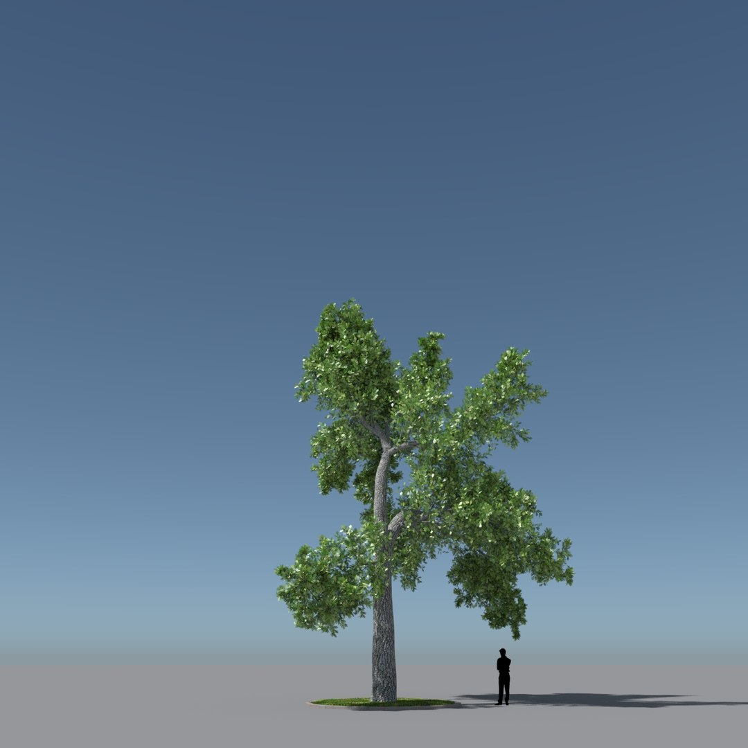 tree oak v11 max free https://p.turbosquid.com/ts-thumb/ZN/KJRzKJ/ZOz5QIZD/tree_v11.4/jpg/1405161590/1920x1080/fit_q87/a94c562938bfaf5a187dda2c417e736ebf56e886/tree_v11.4.jpg