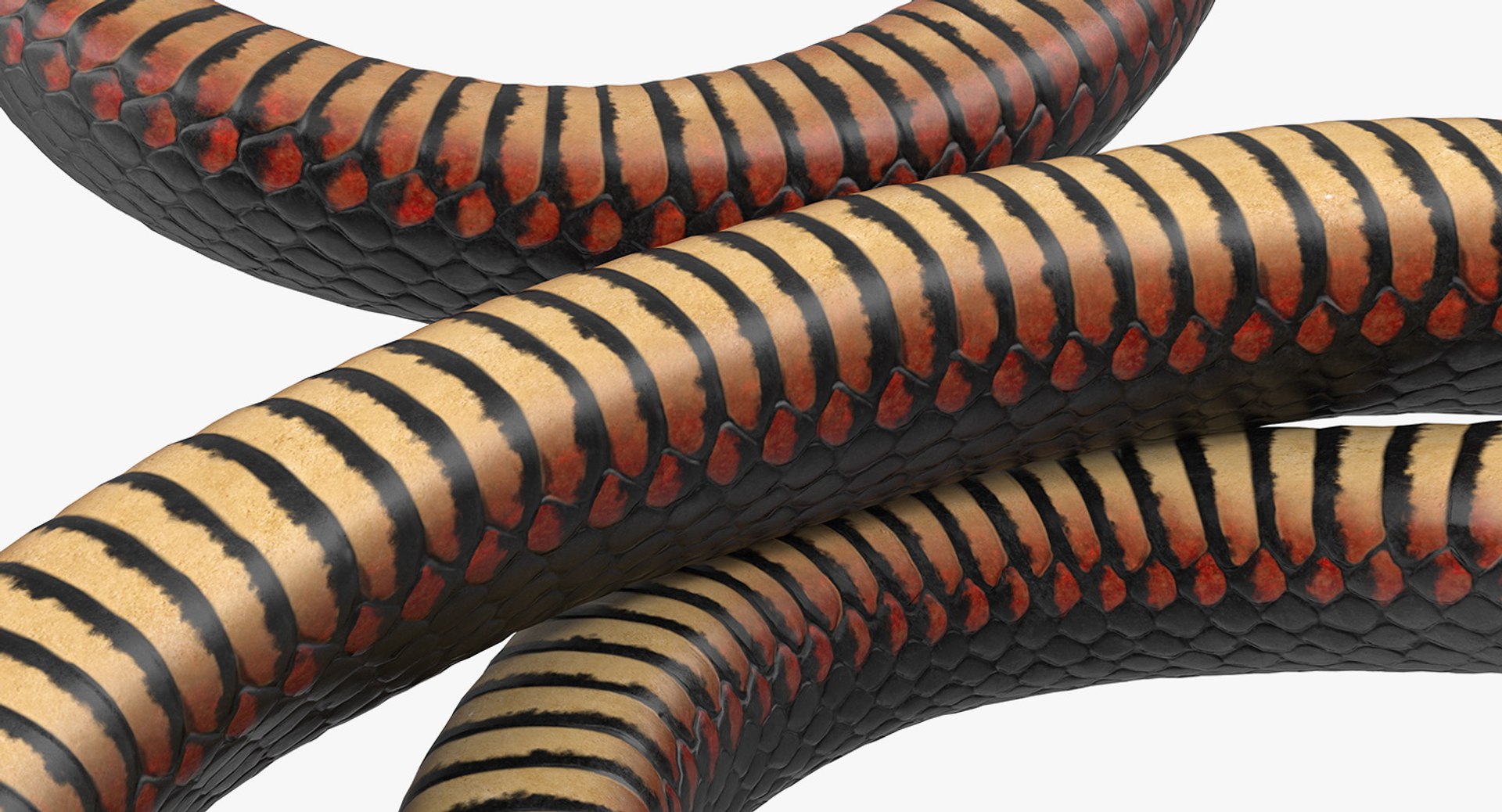 Modello 3D truccato del serpente del re nero del deserto Modello 3D $129 -  .max - Free3D