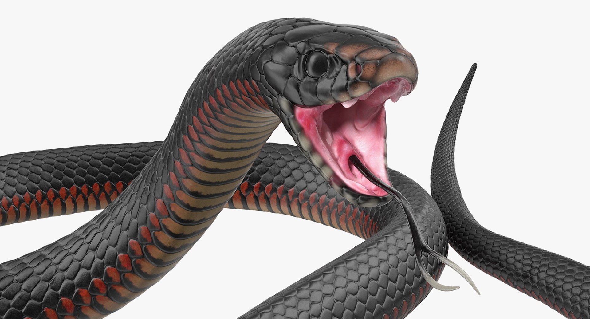 Desert Black King Snake Rigged for Cinema 4D 3D model preview