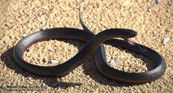 Desert black king snake 3D model - TurboSquid 1403034