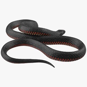 desert black king snake 3D model