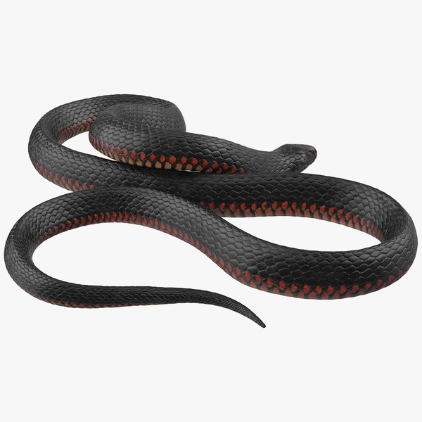 desert_black_king_snake_rigged_c4d_00.jpg
