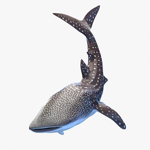 Whale Shark Animated 3D model