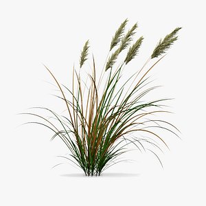 Dry grass