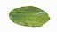 Parrotia Persica foglia estiva - Persian Ironwood