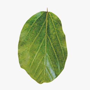 Parrotia Persica summer leaf - Persian Ironwood model