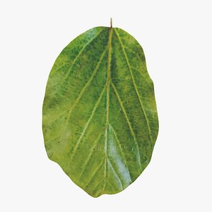 Parrotia Persica summer leaf - Persian Ironwood