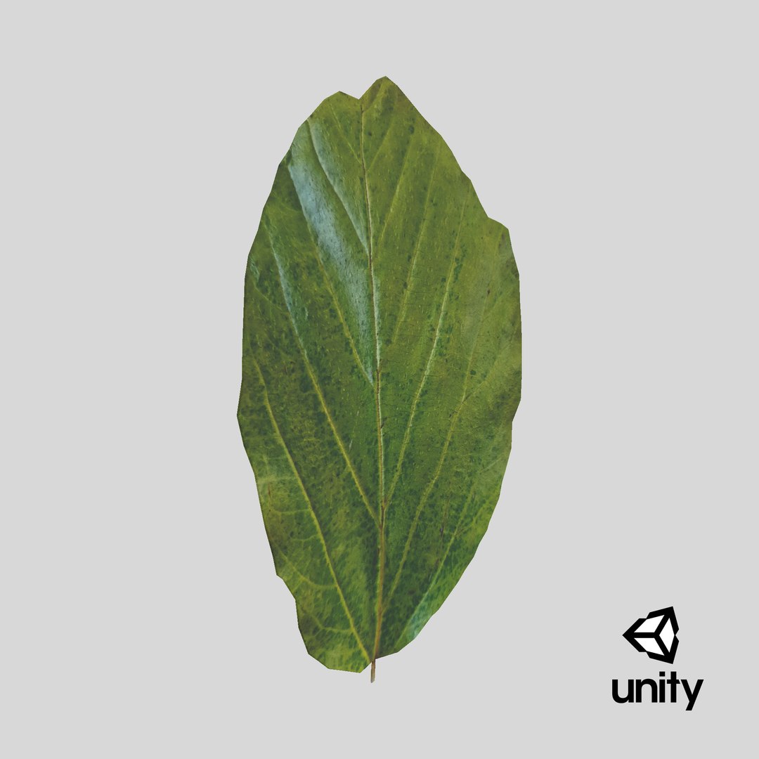 Parrotia Persica summer leaf - Persian Ironwood model https://p.turbosquid.com/ts-thumb/ZN/UMCdBS/Qp/stemcell_unity_render/png/1733155426/1920x1080/fit_q87/fb01a3f8590e705d25bdb1e090af2f942279291f/stemcell_unity_render.jpg