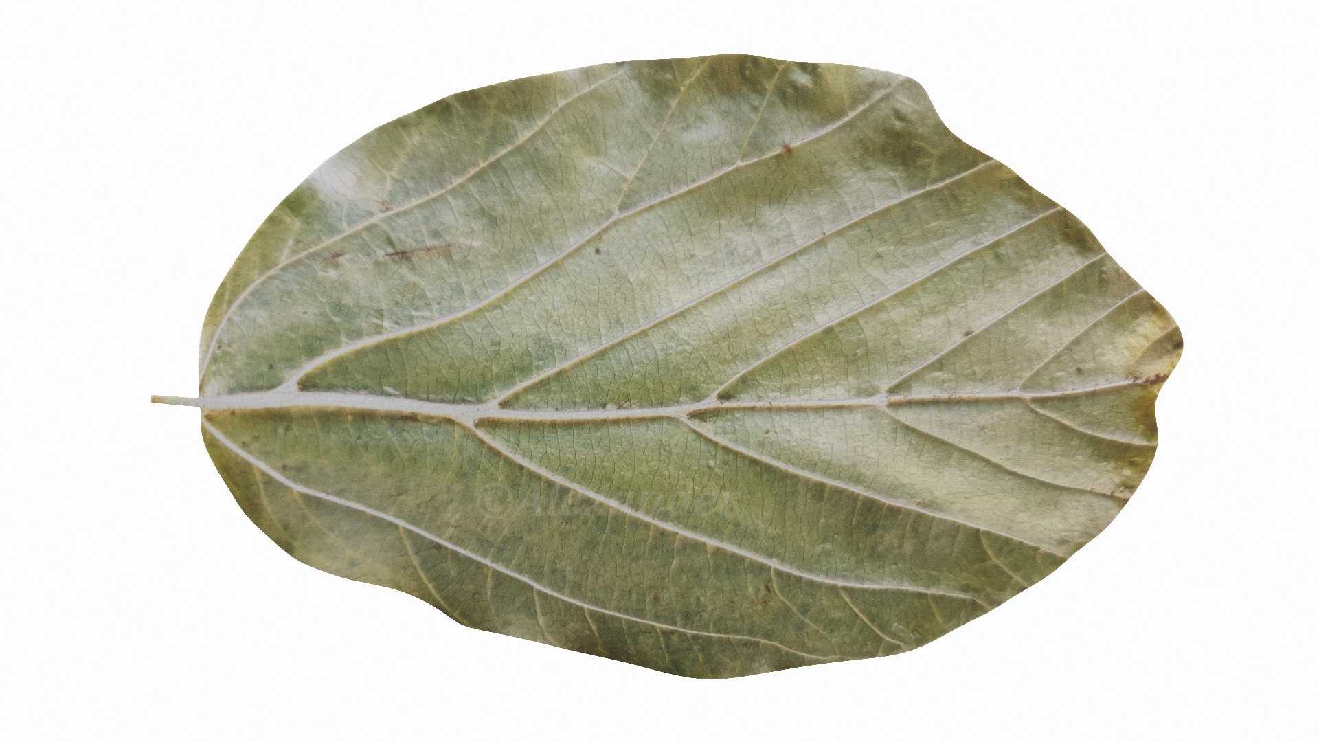 Parrotia Persica summer leaf - Persian Ironwood model https://p.turbosquid.com/ts-thumb/ZN/UMCdBS/XG/v4/jpg/1732891165/1920x1080/fit_q87/753400feb9823005d3b0a71e4c8f35ddac39983d/v4.jpg
