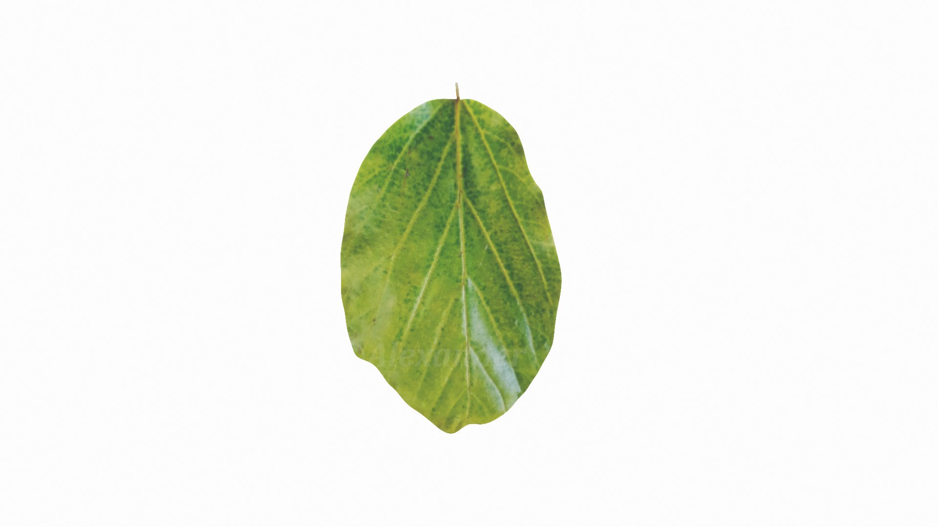 Parrotia Persica summer leaf - Persian Ironwood model https://p.turbosquid.com/ts-thumb/ZN/UMCdBS/Zo/v6/jpg/1732891165/1920x1080/fit_q87/58364dddc09eef389b953af999821e89a6c4649d/v6.jpg