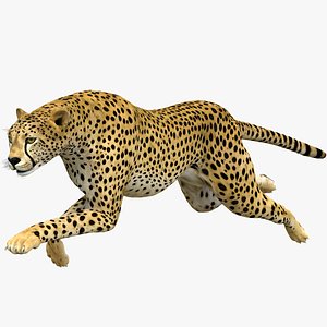 Cheetah Animated NO FUR 1 3D model