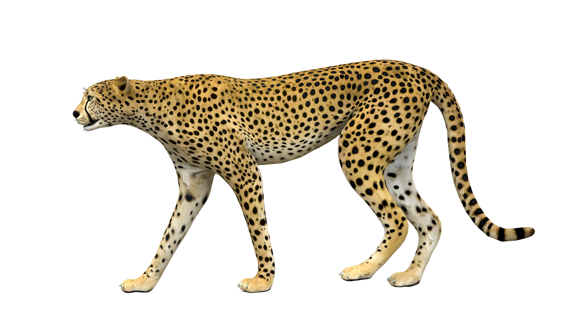 Cheetah Animated NO FUR 1 3D model - TurboSquid 1977462