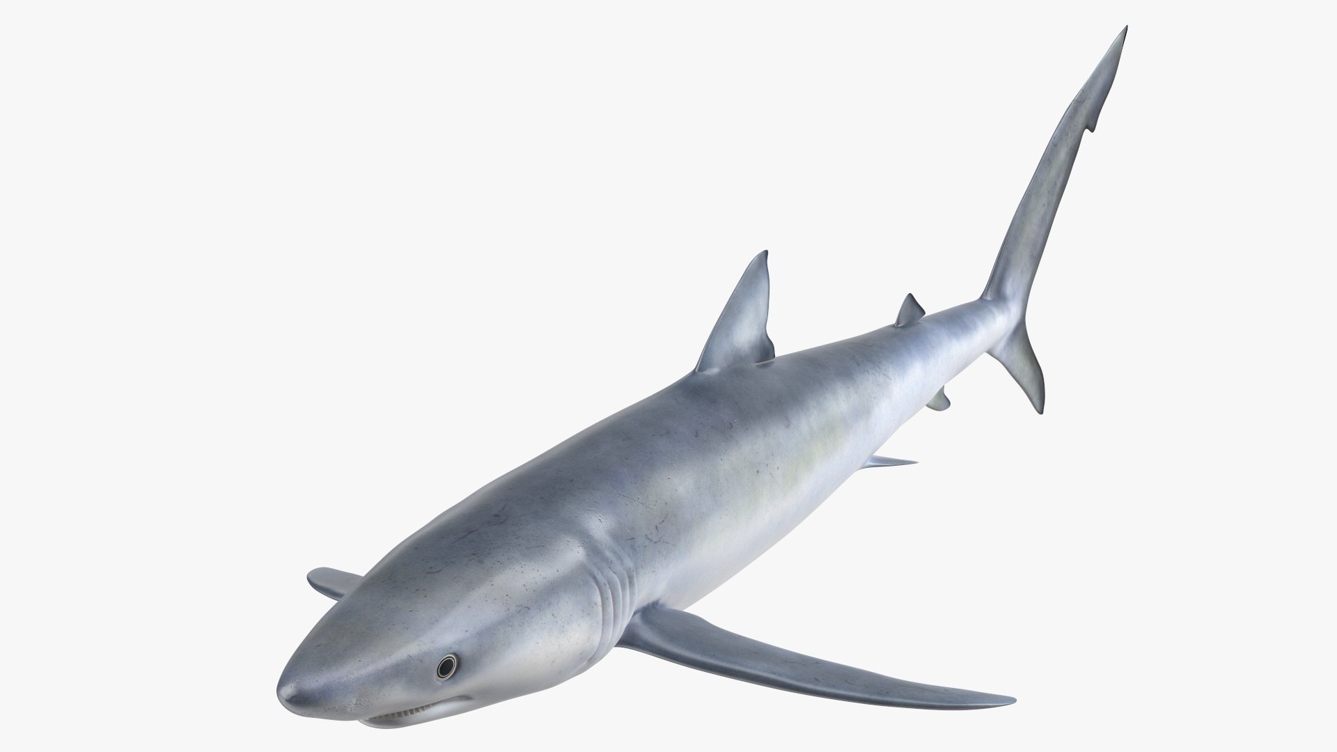 Realistic Blue Shark 3D model preview