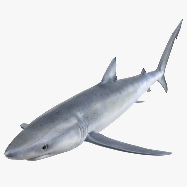 Realistic Blue Shark 3D