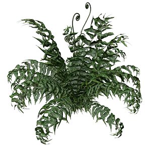 3D model Western Sword Fern Plant - 03 -