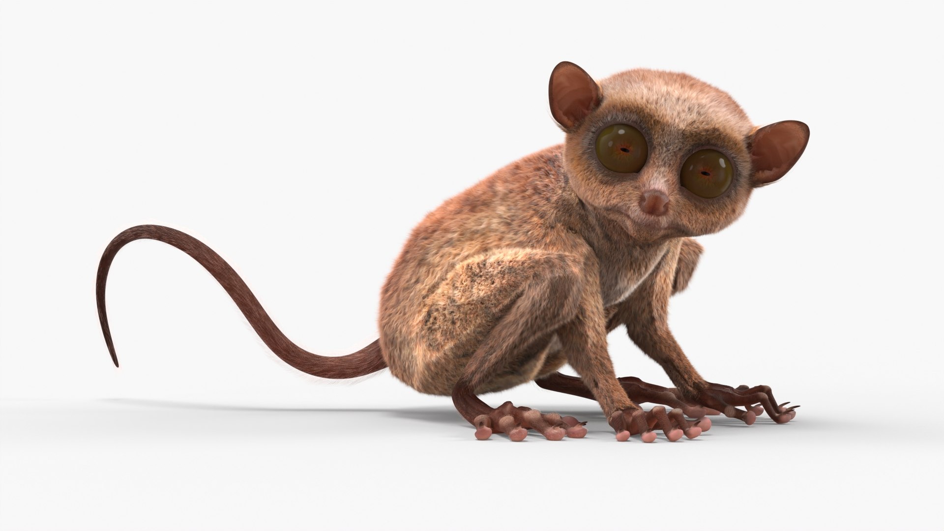 Seated Tarsier Fur 3D model https://p.turbosquid.com/ts-thumb/ZN/tzJiSx/Cp/seated_tarsier_fur_002/jpg/1764622961/1920x1080/fit_q87/43c38b1de3d01868fb5cfd239e6eae219b996851/seated_tarsier_fur_002.jpg