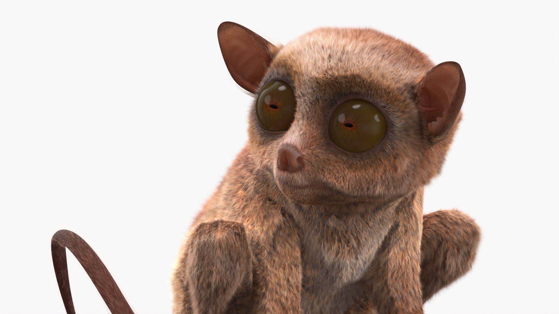 Seated Tarsier Fur 3D model https://p.turbosquid.com/ts-thumb/ZN/tzJiSx/xe/seated_tarsier_fur_007/jpg/1764623061/1920x1080/fit_q87/e0a85f36147062c0ece2721335a92b47474ccf19/seated_tarsier_fur_007.jpg