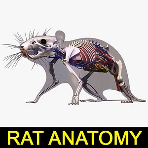 Rat Anatomy