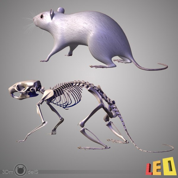 3ds max anatomy rat