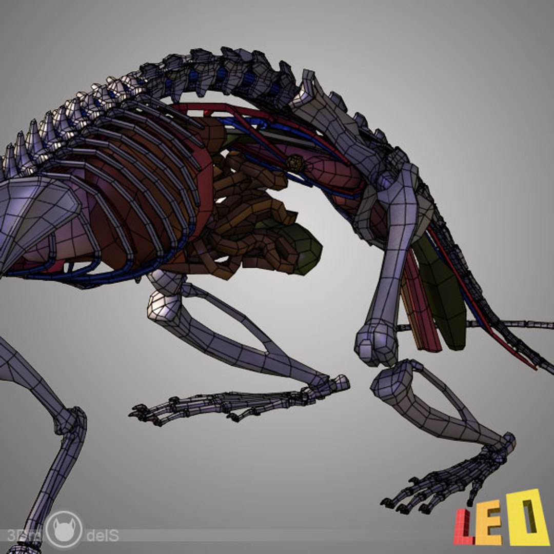 3ds max anatomy rat