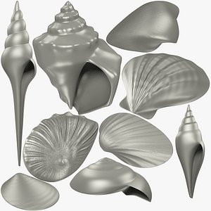 seashells mesh v1 3D model