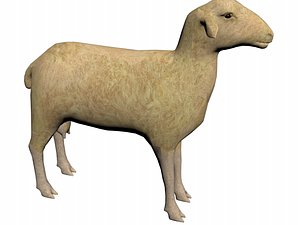 sheep animal 3D model