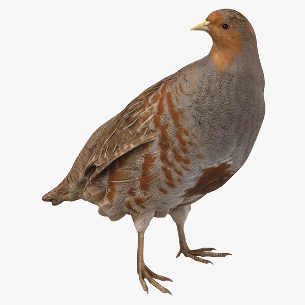 Gray Partridge Male 01 3D 모델 - TurboSquid 2074685