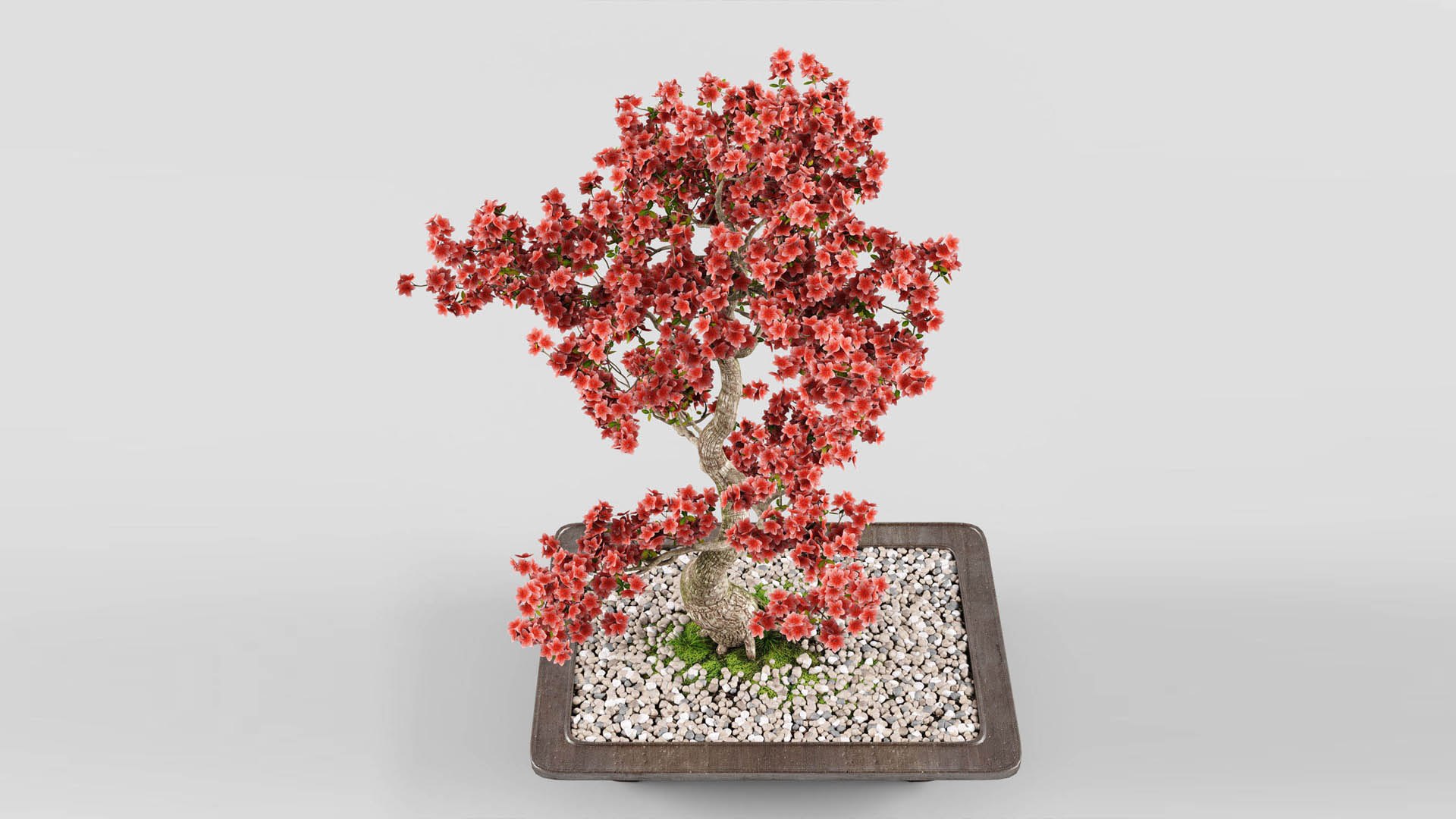sakura bonsai tree 3D model https://p.turbosquid.com/ts-thumb/ZO/E9LgXz/Oa/preview2_/jpg/1614876284/1920x1080/fit_q87/e7b84ae00d2c2ca591b24bc1d29a7ae499a17c69/preview2_.jpg