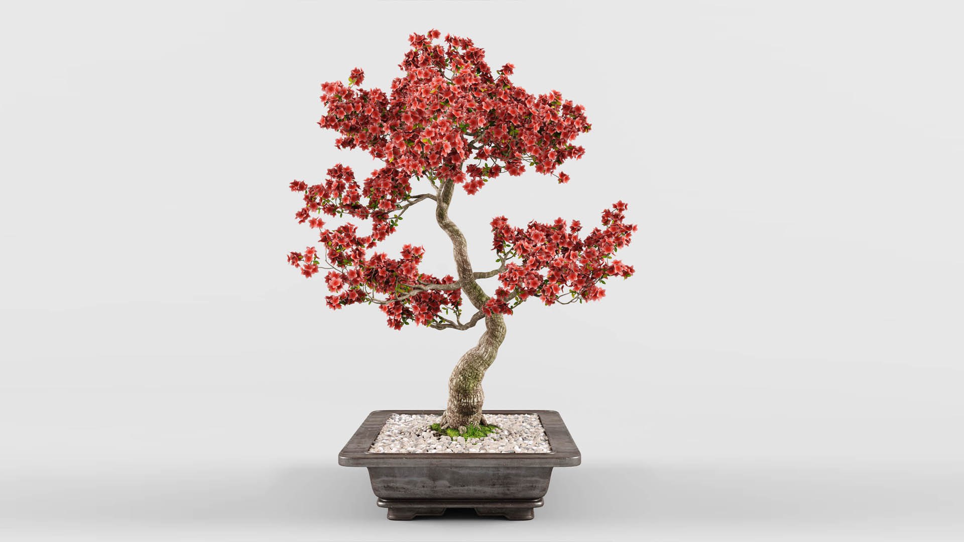 sakura bonsai tree 3D model https://p.turbosquid.com/ts-thumb/ZO/E9LgXz/o5/preview4_/jpg/1614876282/1920x1080/fit_q87/121181bb36ea8246c1bafdf6c7ebe9a90530a7af/preview4_.jpg