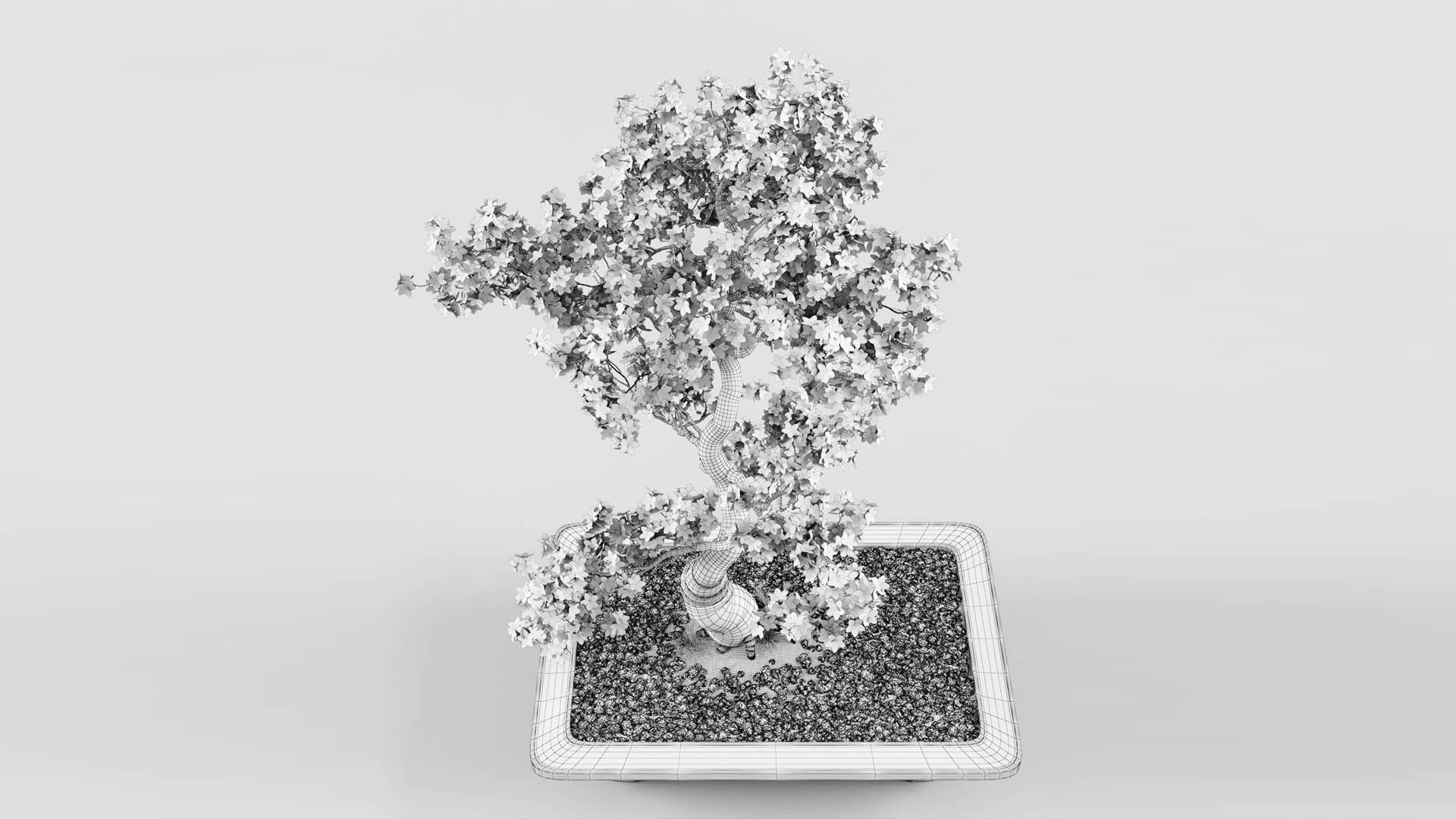sakura bonsai tree 3D model https://p.turbosquid.com/ts-thumb/ZO/E9LgXz/xs/preview8_/jpg/1614876286/1920x1080/fit_q87/5d2aed5c7d49acf3ce62fc65c92c78b5640a9c20/preview8_.jpg