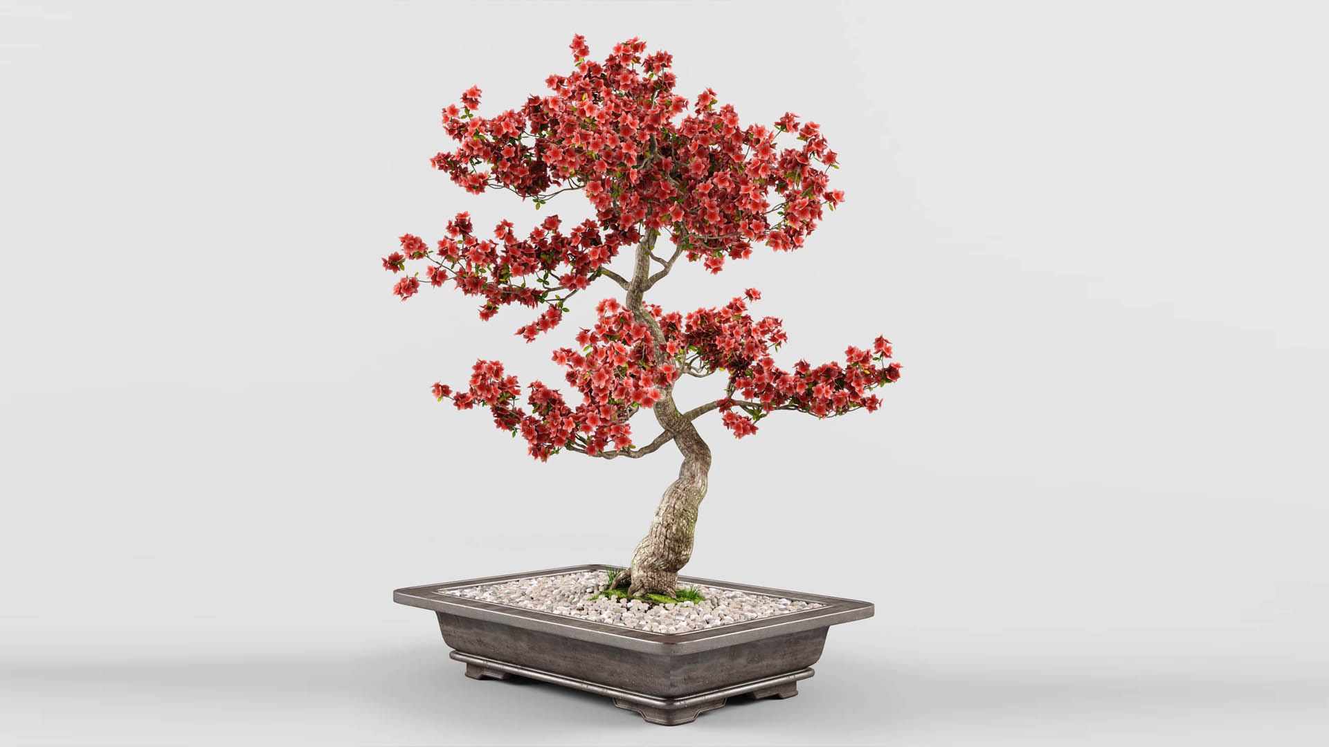 sakura bonsai tree 3D model https://p.turbosquid.com/ts-thumb/ZO/E9LgXz/yz/preview5_/jpg/1614876284/1920x1080/fit_q87/6d46f615940c17039704a4b07160be6f623dcf45/preview5_.jpg