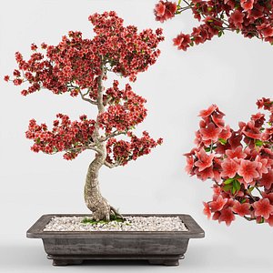sakura bonsai tree 3D model