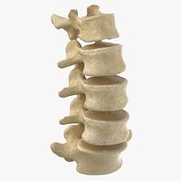 Real Human Lumbar Vertebrae L1 to L5 Bones 01