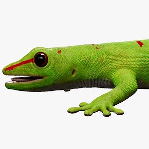 3D HQ Madagascar Day Gecko