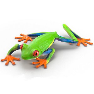 Red Eyed Tree Frog Realistic Rigged for Cinema 4D