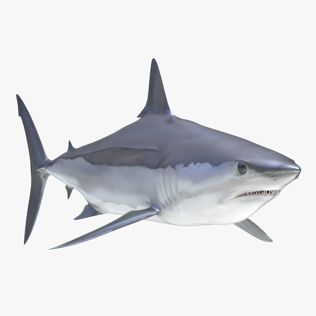 Shortfin Mako Shark 2 3D model preview