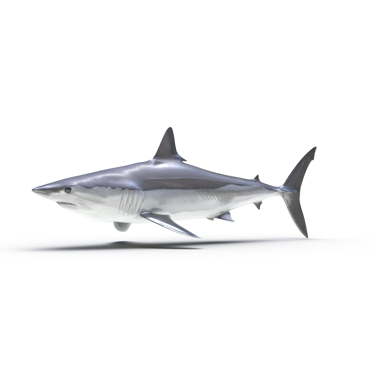 shortfin mako shark 2 3d c4d