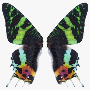 Urania Leilus Madagascan Sunset Moth Remastered