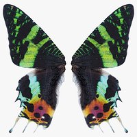 Urania Leilus Madagascan Sunset Moth Remastered
