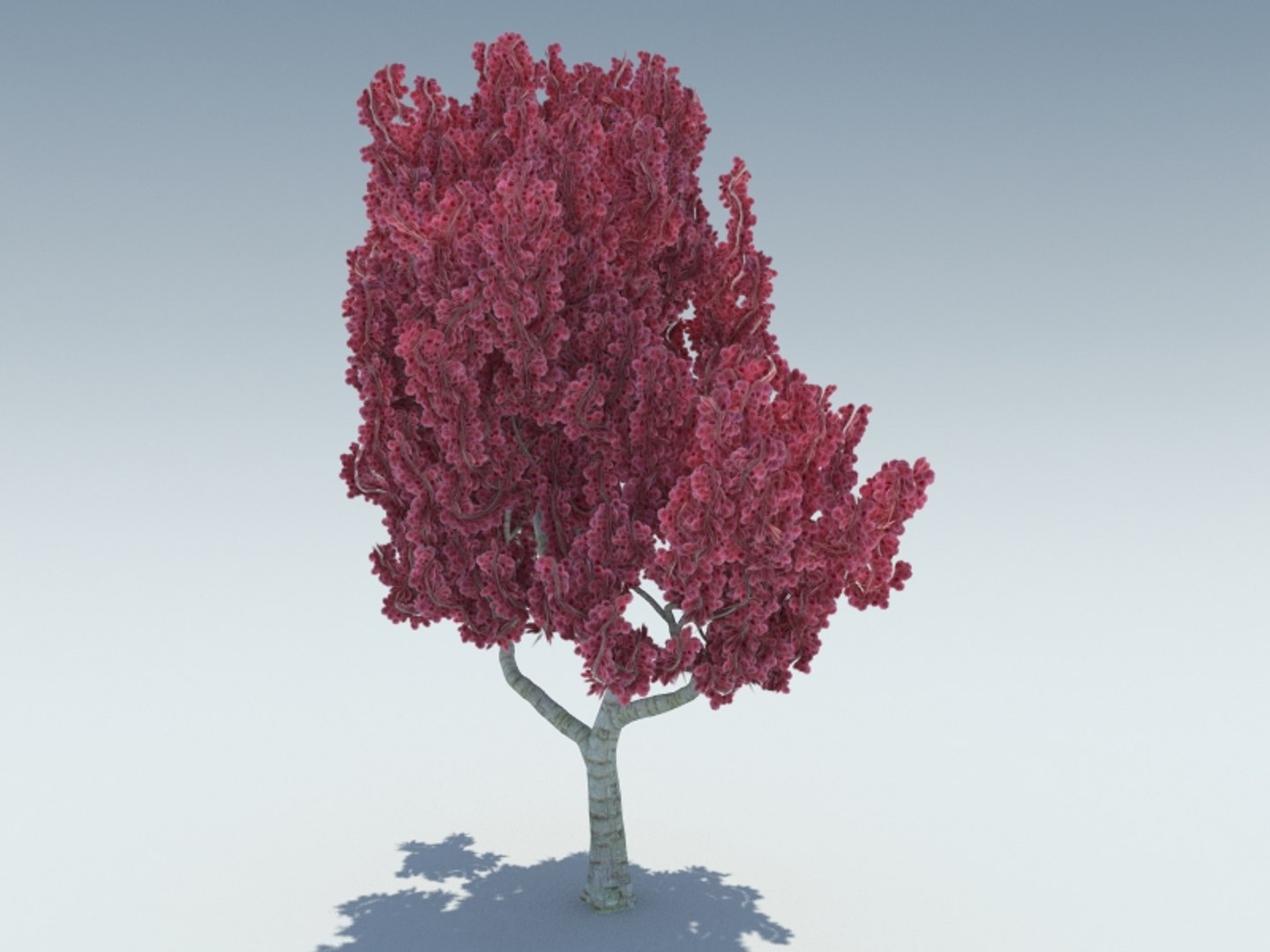 sakura 3D https://p.turbosquid.com/ts-thumb/ZP/4gFSEB/2htilByV/2/jpg/1542146677/1920x1080/fit_q87/df012944b304fcd0a97332d372086e06b90089c4/2.jpg